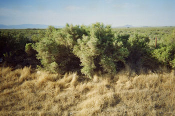the ubiquitous bush in central Utah